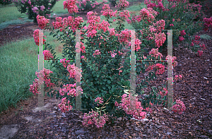 Picture of Lagerstroemia indica 'Petite Embers'