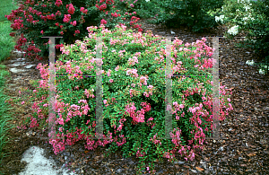 Picture of Lagerstroemia indica 