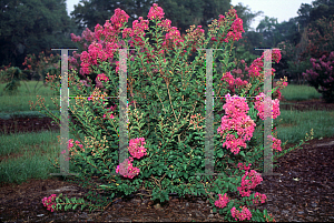 Picture of Lagerstroemia indica 'Petite Plum'