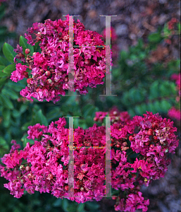 Picture of Lagerstroemia indica 'Petite Plum'