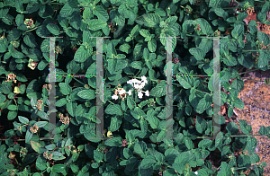 Picture of Lantana x 'White Lightning'
