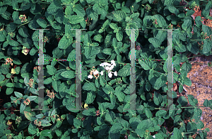 Picture of Lantana x 'White Lightning'