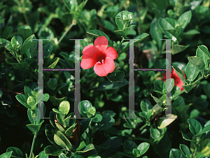 Picture of Barleria repens 