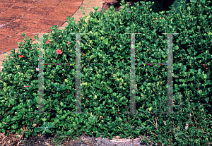 Picture of Barleria repens 