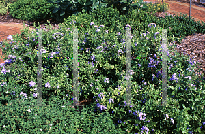 Picture of Plumbago auriculata 'Imperial Blue'