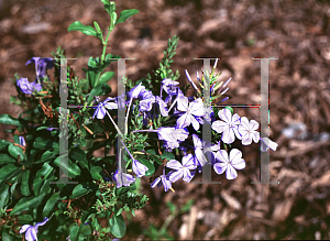 Picture of Plumbago auriculata 'Imperial Blue'