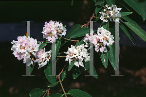 Picture of Lagerstroemia speciosa 