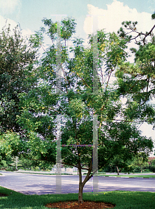 Picture of Azadirachta indica 