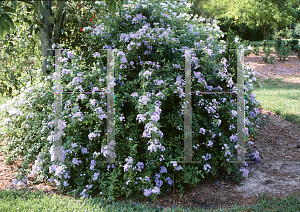 Picture of Plumbago auriculata 