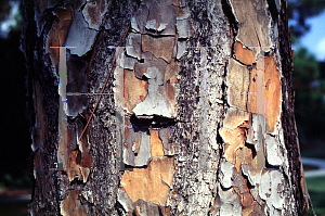 Picture of Pinus elliottii var. densa 