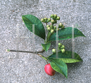 Picture of Syzygium paniculatum 