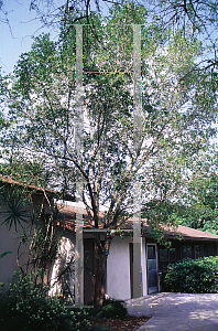 Picture of Syzygium paniculatum 