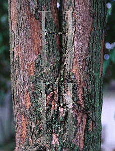 Picture of Chrysophyllum cainito 