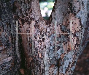 Picture of Eugenia brasiliensis 