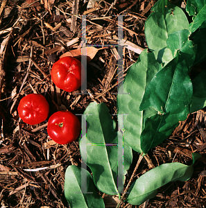 Picture of Malpighia glabra 