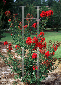 Picture of Lagerstroemia x 'Christiana'