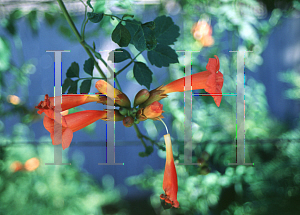 Picture of Campsis radicans 'Crimson Trumpet'