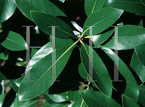 Picture of Lithocarpus edulis 