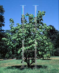 Picture of Acer pectinatum 