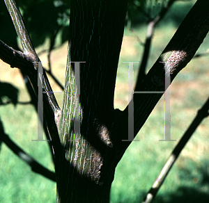 Picture of Acer pectinatum 