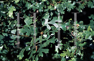 Picture of Quercus lobata 