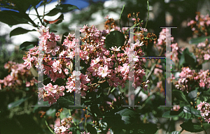 Picture of Rhaphiolepis umbellata 