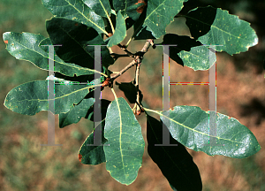 Picture of Quercus infectoria ssp. veneris 