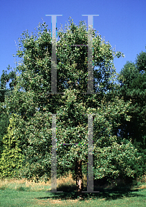 Picture of Quercus infectoria ssp. veneris 