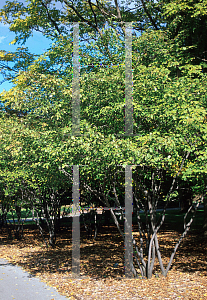 Picture of Amelanchier canadensis 