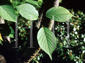 Picture of Prunus serrulata 'Kwanzan'