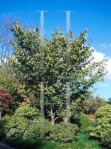 Picture of Prunus serrulata 'Kwanzan'