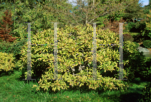 Picture of Magnolia stellata 