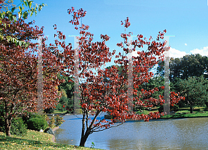 Picture of Cornus florida 