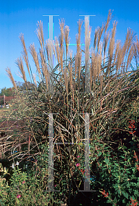 Picture of Miscanthus sinensis 'Puenktchen'