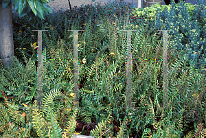 Picture of Polystichum acrostichoides 