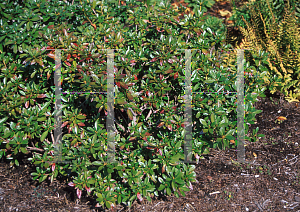 Picture of Rhododendron (subgenus Azalea) 'Herbert'