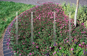 Picture of Verbena canadensis 'Rosea'