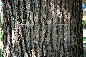 Picture of Quercus bicolor 