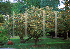 Picture of Cercis canadensis 'Alba'