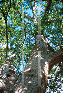 Picture of Ulmus parvifolia 