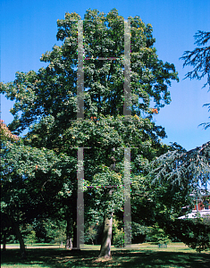 Picture of Acer heldreichii 