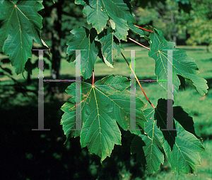 Picture of Acer velutinum '~Species'