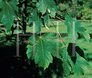 Picture of Acer velutinum 