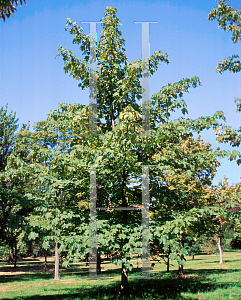 Picture of Acer velutinum 