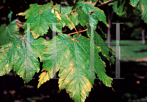 Picture of Acer velutinum '~Species'