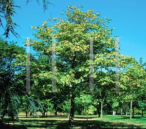 Picture of Acer velutinum 