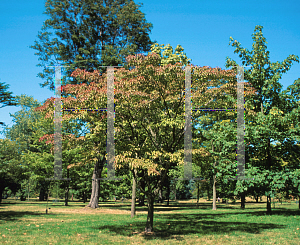 Picture of Acer cissifolium ssp. henryi 