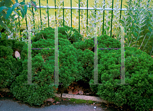 Picture of Hebe cupressoides 'Broughton  Dome'