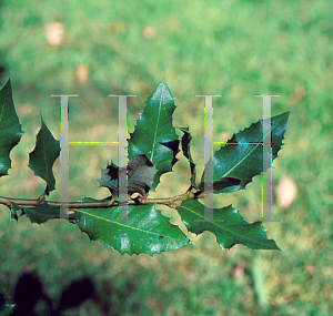 Picture of Quercus chrysolepis 