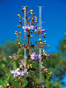 Picture of Clerodendrum ugandense 